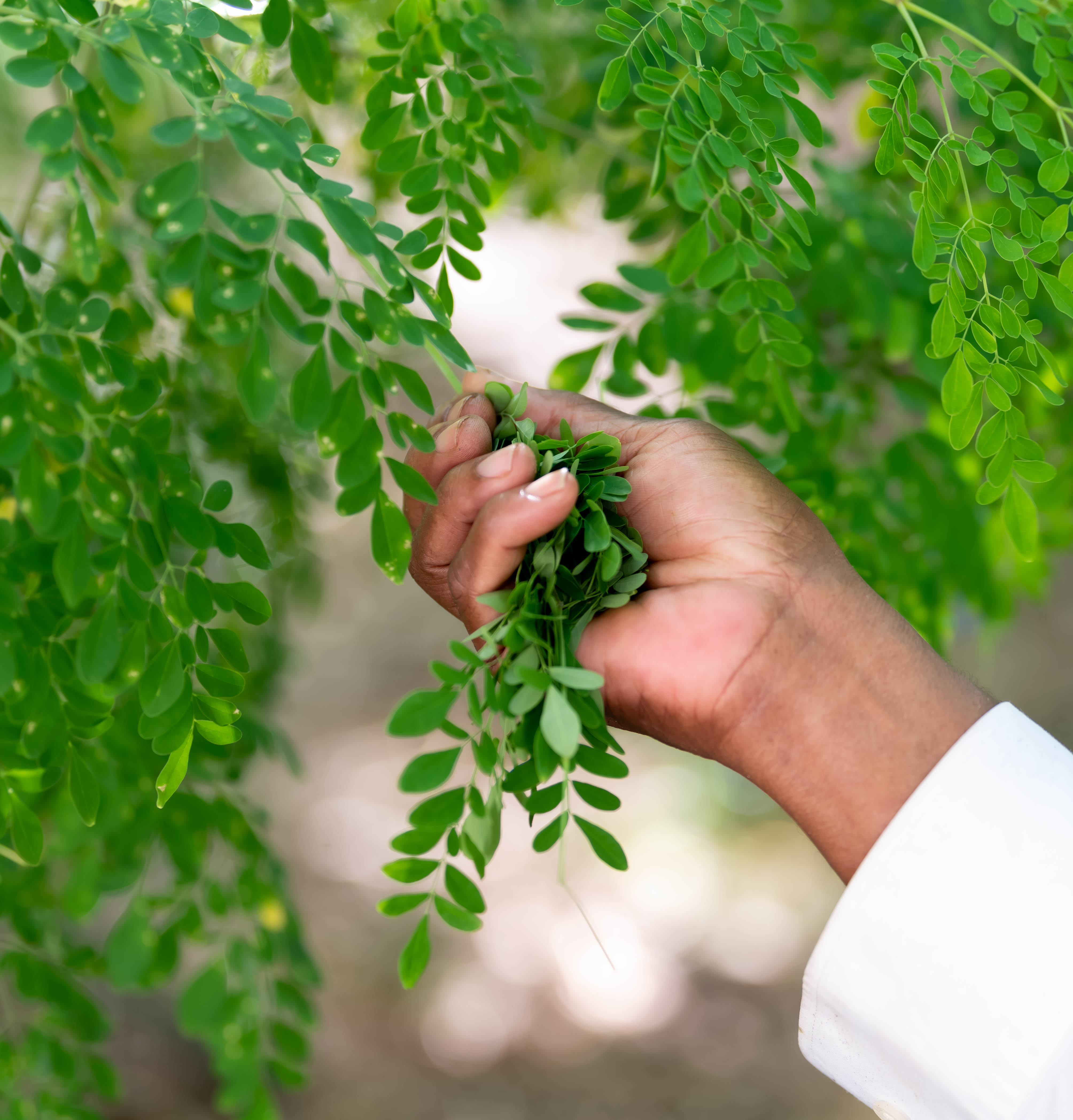 Fresh green culinary herbs growing in Florida
